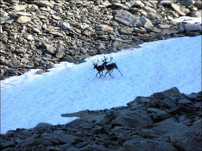 Отчет о пешем туристском походе 3 категории сложности по Приполярному Уралу Отчет о пешем туристском походе 3 категории сложности по Приполярному Уралу