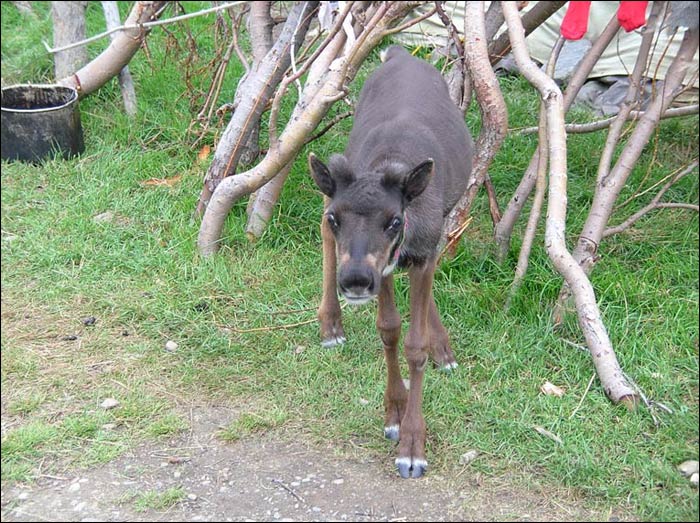 Отчет о пешем туристском походе 3 категории сложности по Приполярному Уралу Отчет о пешем туристском походе 3 категории сложности по Приполярному Уралу