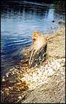 Краткое описание сплава по реке Важинке    Южная Карелия, Ленинградская область, 8-11 мая 2003     Байдарка Нева-3