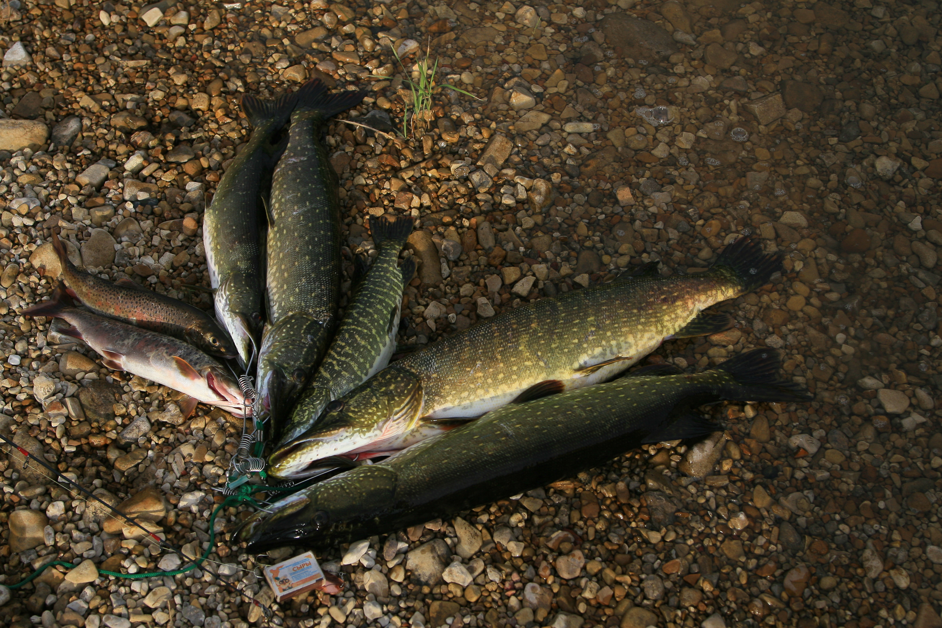 Лена щук. Алдан река рыбалка. Река Амга рыбалка. Рыбы в реке Алдан. Рыбы реки Амга.